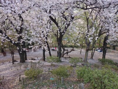 戸山公園箱根山の桜の絨毯-2