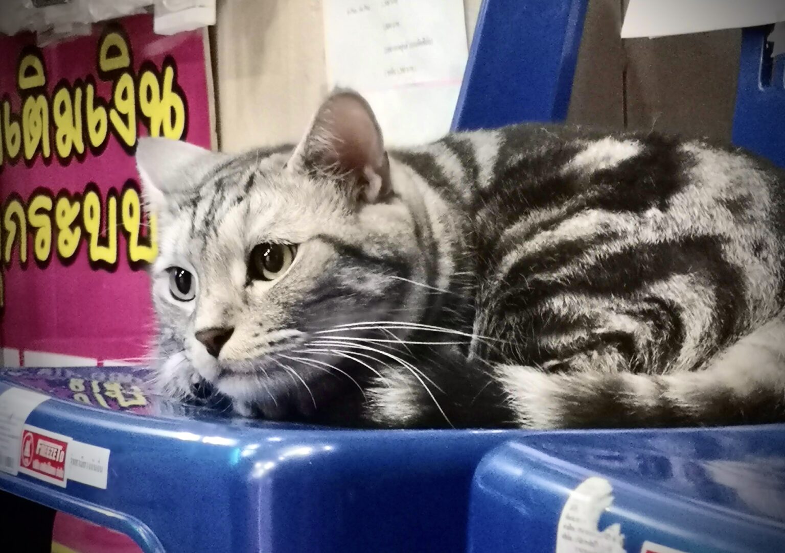 iPad写真アプリで編集した猫