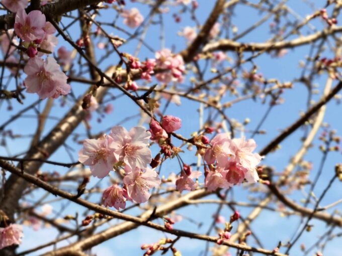 椿山荘の河津桜