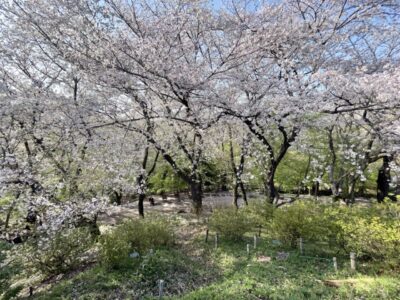 戸山公園箱根山からの桜