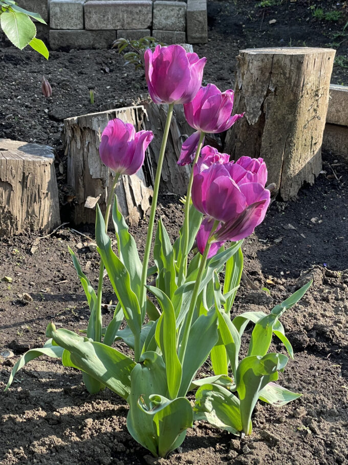 戸山公園2021年春の花壇－チューリップ(紫)