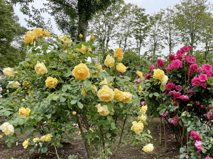 戸山公園の薔薇2021
