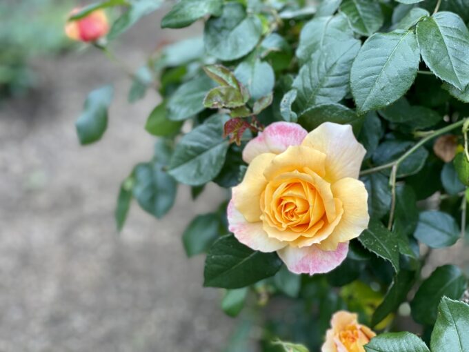 戸山公園の薔薇2021