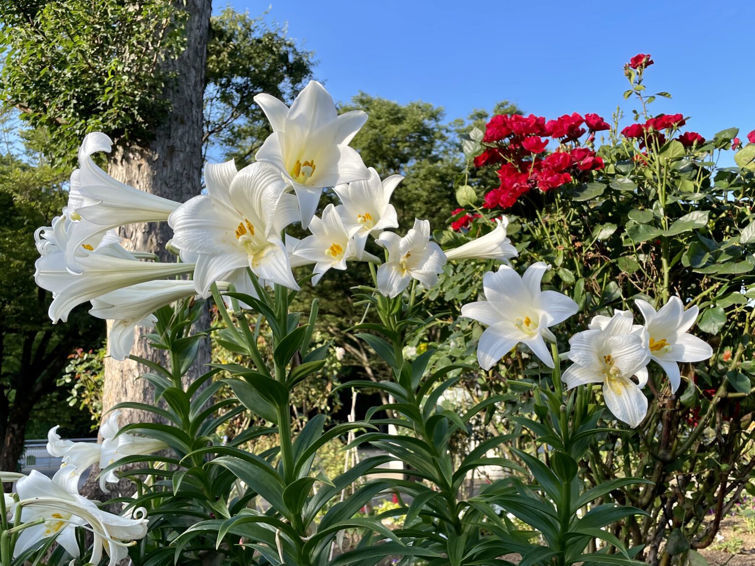 戸山公園の花壇(テッポウユリ)2021