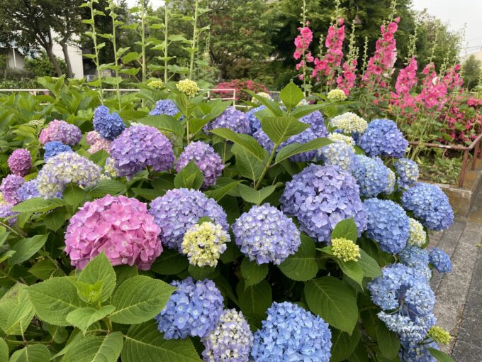 戸山公園周辺の花々(紫陽花)2021