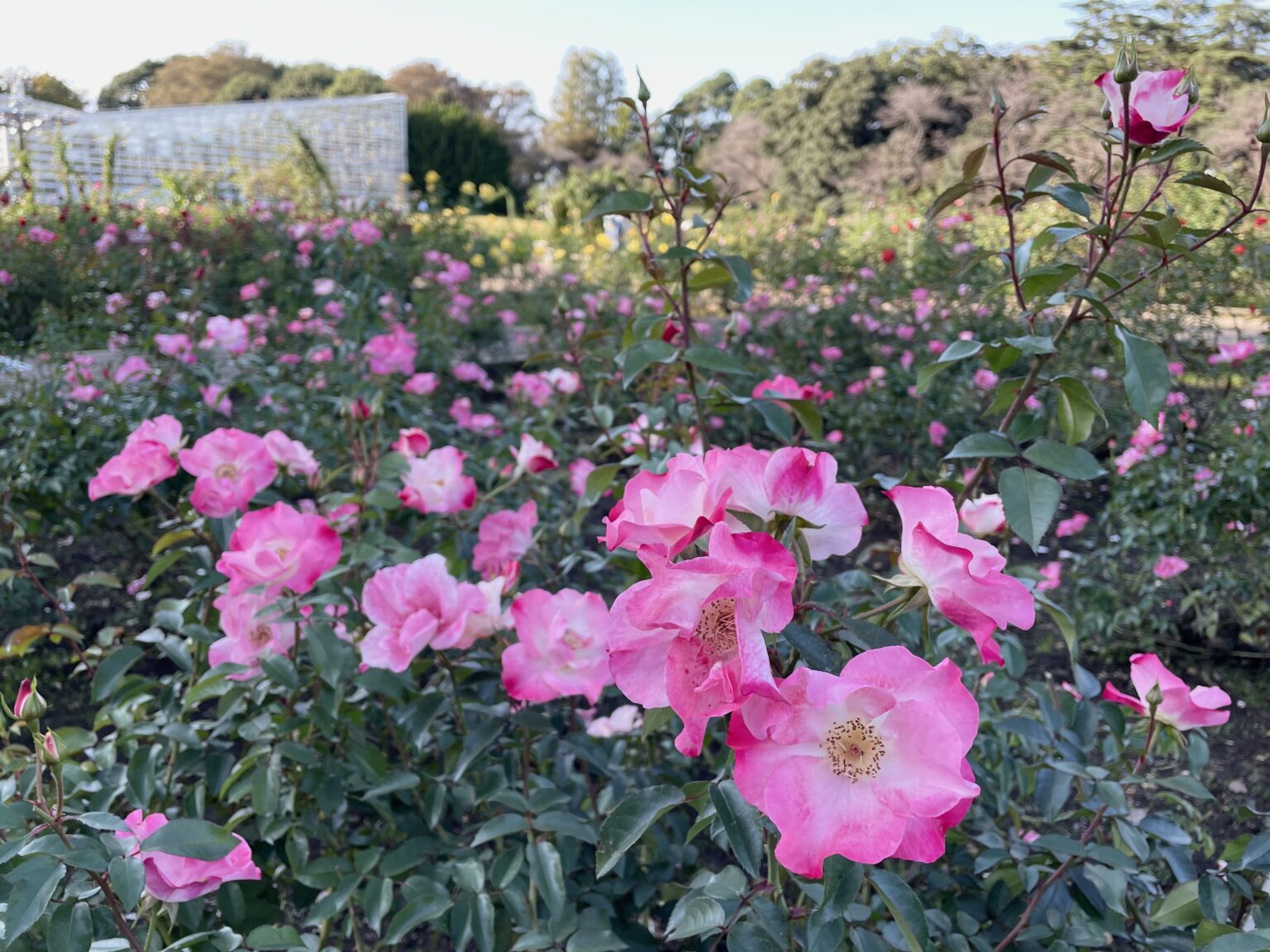 神代植物公園「秋のバラフェスタ」-12