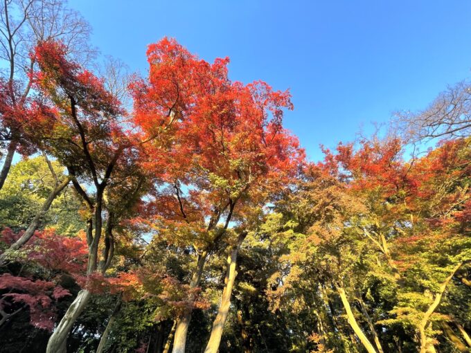 肥後細川庭園の紅葉-4