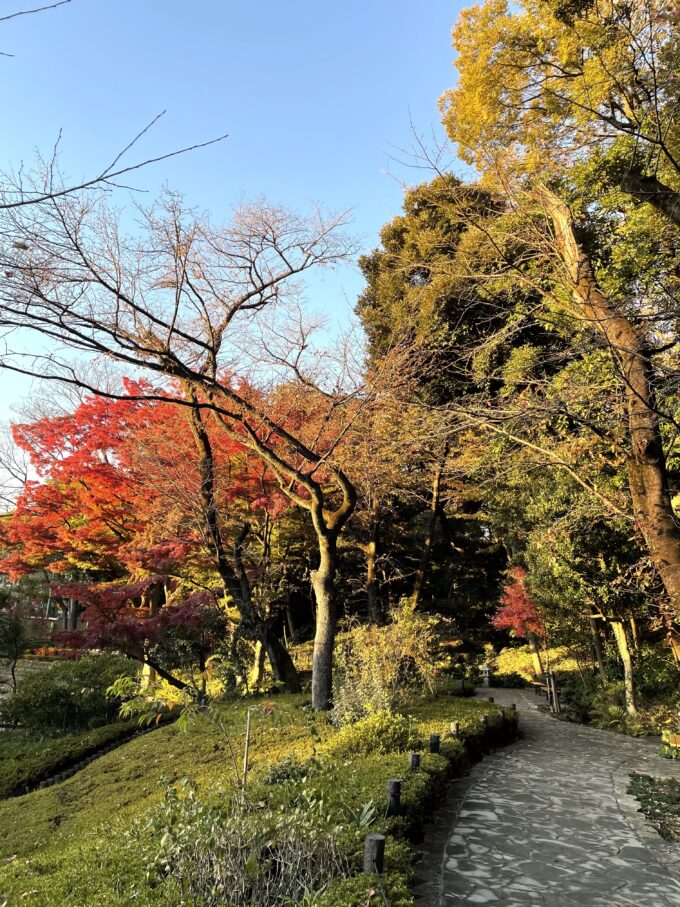 肥後細川庭園の紅葉-2
