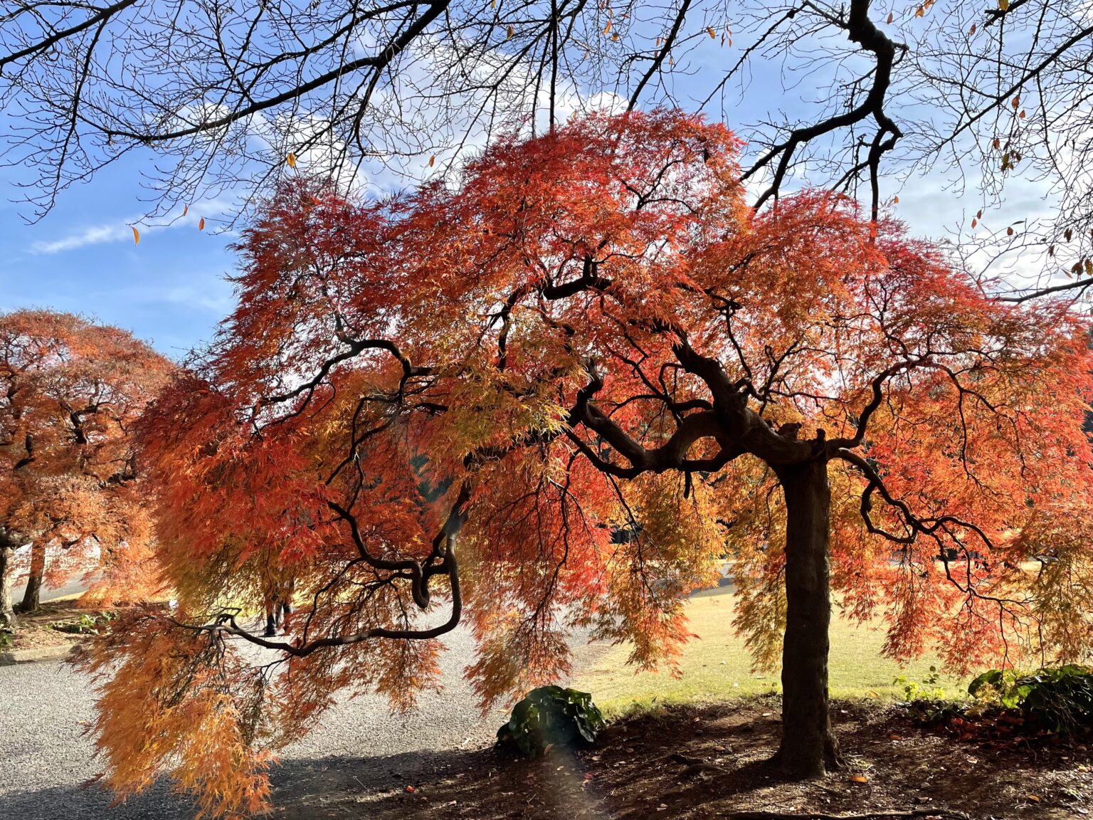 真っ赤に色づいた紅葉