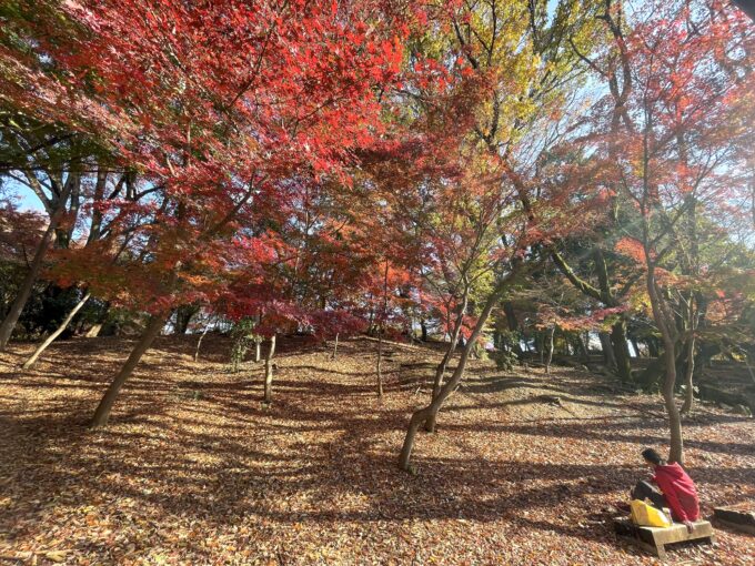 戸山公園箱根山の紅葉-4