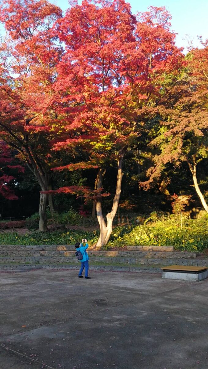肥後細川庭園の紅葉-5
