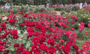 神代植物公園薔薇フェスタ2022-i