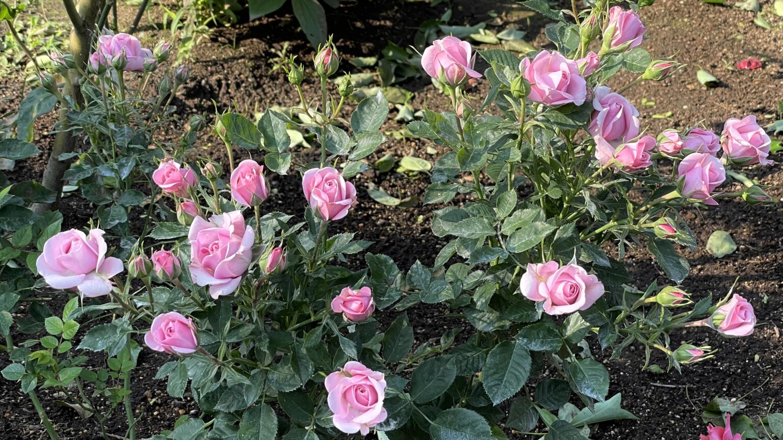 戸山公園の花壇-2022年5月-2