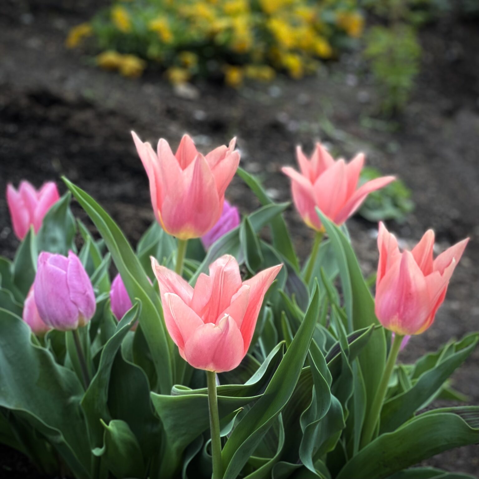 戸山公園の花壇に咲くチューリップ(編集後)