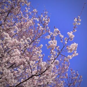 戸山公園の桜(編集後)