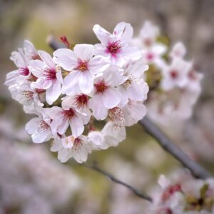 戸山公園箱根山の桜(編集後)