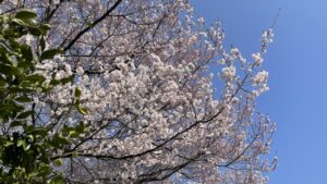 戸山公園の桜(編集前)